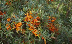Attēlu rezultāti vaicājumam “Hippophae rhamnoides leaf”