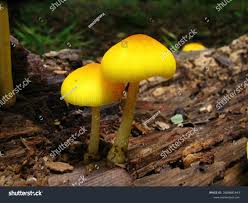 Attēlu rezultāti vaicājumam “Pluteus leoninus”