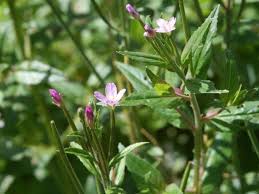 Image result for Weidenröschen