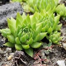 Attēlu rezultāti vaicājumam “Jovibarba globifera leaf”