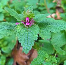 Attēlu rezultāti vaicājumam “Lamium purpureum leaf”