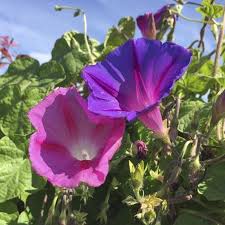 Image result for Prunkwinde