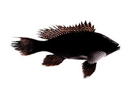 Image result for Centropristis striata