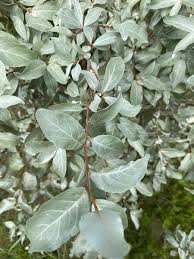 Attēlu rezultāti vaicājumam “Elaeagnus commutata”