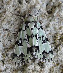 Attēlu rezultāti vaicājumam “Moma alpium”