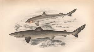 Image result for Galeorhinus galeus