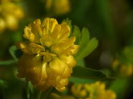 Attēlu rezultāti vaicājumam “Trifolium spadiceum”