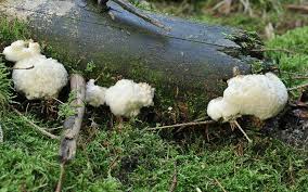 Attēlu rezultāti vaicājumam “Postia ptychogaster”