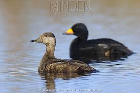 Attēlu rezultāti vaicājumam “Melanitta nigra male”