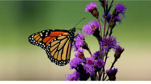 Image result for monarch butterfly