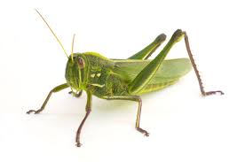 Attēlu rezultāti vaicājumam “Orthoptera”