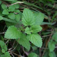Image result for Melissa officinalis
