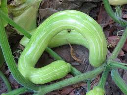 Image result for tromboncino