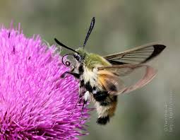 Attēlu rezultāti vaicājumam “Hemaris tityus”