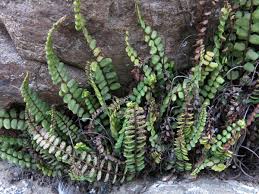 Attēlu rezultāti vaicājumam “Asplenium trichomanes”