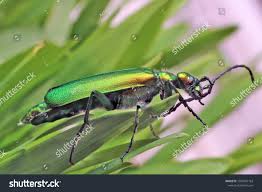 Attēlu rezultāti vaicājumam “Anogcodes melanurus”