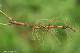 Attēlu rezultāti vaicājumam “Galium schultesii leaf”
