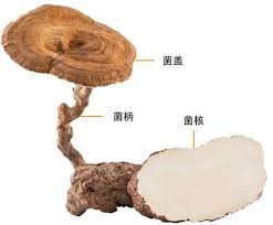 Attēlu rezultāti vaicājumam “Diderma tigrinum macro”