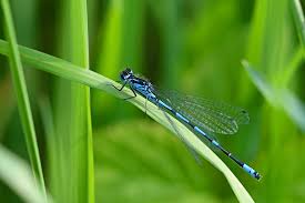 Attēlu rezultāti vaicājumam “Coenagrion pulchellum male”