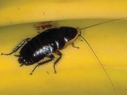 Attēlu rezultāti vaicājumam “Blattoptera”