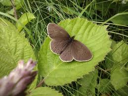 Attēlu rezultāti vaicājumam “Aphantopus hyperantus”