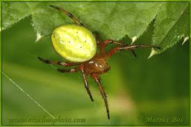 Attēlu rezultāti vaicājumam “Araniella”