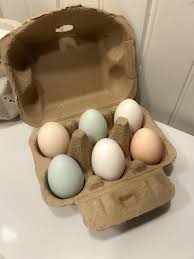 Attēlu rezultāti vaicājumam “Crex crex eggs”