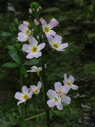 Attēlu rezultāti vaicājumam “Hottonia palustris flower”