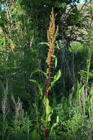 Attēlu rezultāti vaicājumam “Rumex aquaticus fruit”