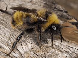 Attēlu rezultāti vaicājumam “Bombus”