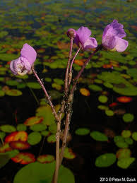 Attēlu rezultāti vaicājumam “Utricularia x neglecta flower”