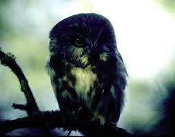 Attēlu rezultāti vaicājumam “Strigiformes”