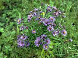 Image result for Aster novae-angliae