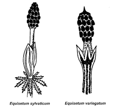 Attēlu rezultāti vaicājumam “Equisetum variegatum”