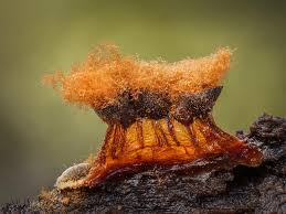 Attēlu rezultāti vaicājumam “Metatrichia floriformis stalked”