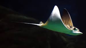 Image result for Myliobatis aquila