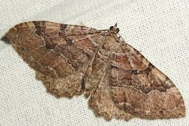 Attēlu rezultāti vaicājumam “Hydria cervinalis”