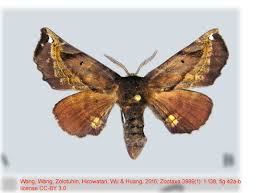 Attēlu rezultāti vaicājumam “Endromidae”