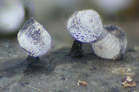 Attēlu rezultāti vaicājumam “Didymium minus”