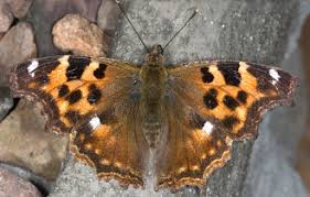 Attēlu rezultāti vaicājumam “Nymphalis xanthomelas underside”