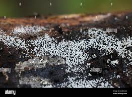 Attēlu rezultāti vaicājumam “Henningsomyces candidus”