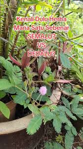 Image result for pohon semalu images