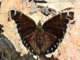 Attēlu rezultāti vaicājumam “Nymphalis antiopa upperside”