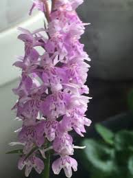 Attēlu rezultāti vaicājumam “Dactylorhiza fuchsii bud”