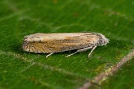 Attēlu rezultāti vaicājumam “Eucosma aspidiscana”