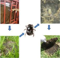 Attēlu rezultāti vaicājumam “Aphodius sp. imago”