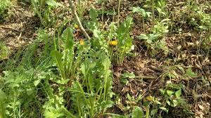 Attēlu rezultāti vaicājumam “Taraxacum officinale aggr.”