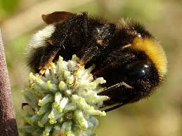 Attēlu rezultāti vaicājumam “Psithyrus sylvestris”