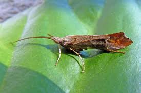 Attēlu rezultāti vaicājumam “Glyphotaelius pellucidus”