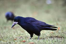 Attēlu rezultāti vaicājumam “Corvidae”